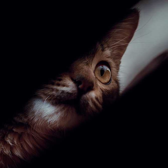 CatExplore